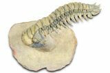Flying Crotalocephalina Trilobite - Atchana, Morocco #359219-1